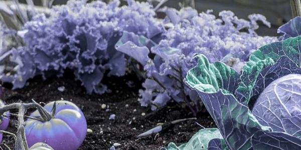 Cultiver le Lean comme on entretien son jardin.